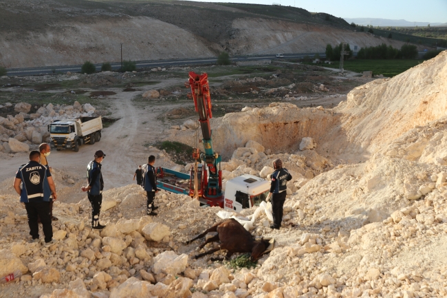 Van'da uçurumdan düşen atı belediye ekipleri kurtardı